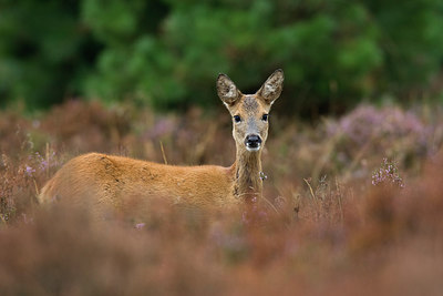 BUITEN BEELD Foto: 236490