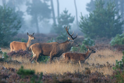 BUITEN BEELD Foto: 236492