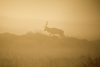 BUITEN BEELD Foto: 236495