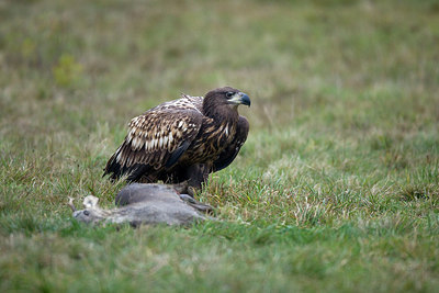 BUITEN BEELD Foto: 236509