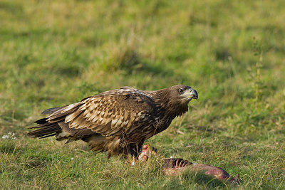 BUITEN BEELD Foto: 236511