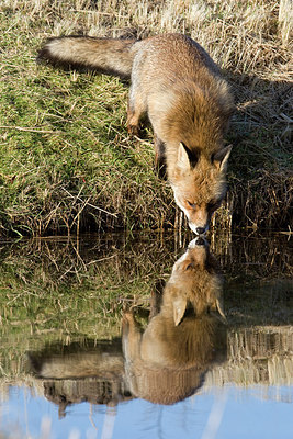 BUITEN BEELD Foto: 236533