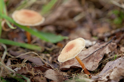 BUITEN BEELD Foto: 236539