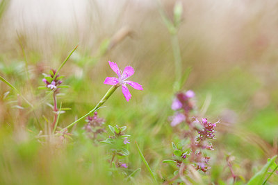 BUITEN BEELD Foto: 236550