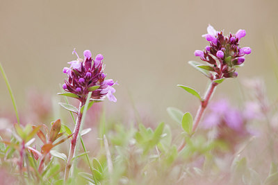 BUITEN BEELD Foto: 236554