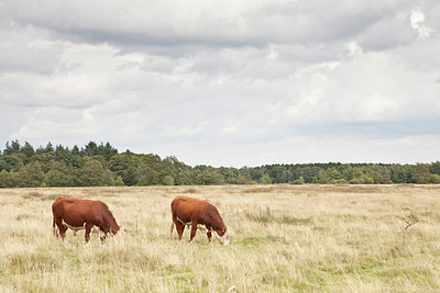 BUITEN BEELD Foto: 236557