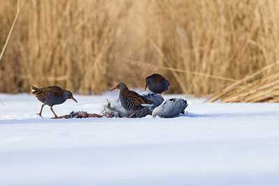 BUITEN BEELD Foto: 236574