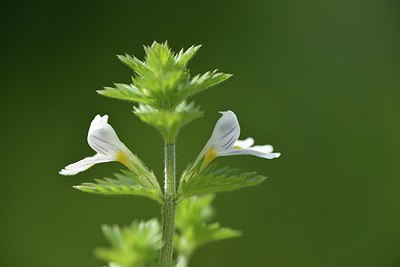 BUITEN BEELD Foto: 236585