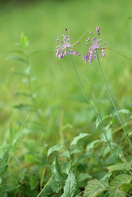 BUITEN BEELD Foto: 236620