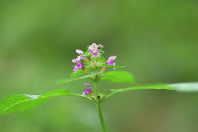 BUITEN BEELD Foto: 236626