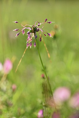 BUITEN BEELD Foto: 236639