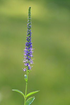 BUITEN BEELD Foto: 236640