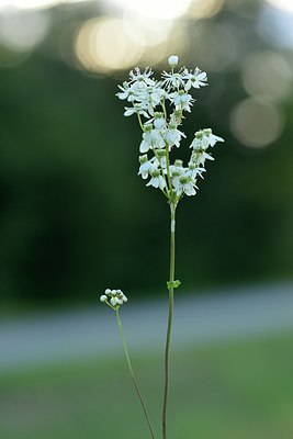 BUITEN BEELD Foto: 236643