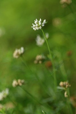 BUITEN BEELD Foto: 236650