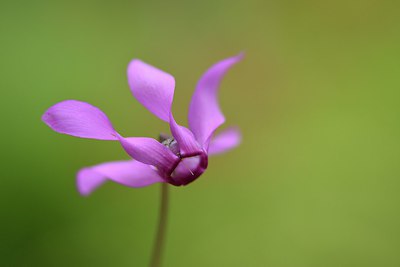 BUITEN BEELD Foto: 236661