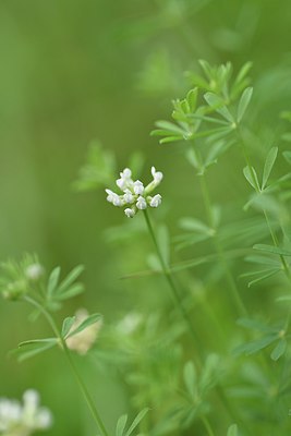 BUITEN BEELD Foto: 236665
