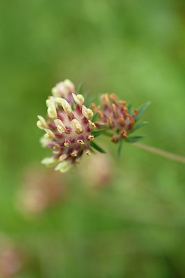 BUITEN BEELD Foto: 236670