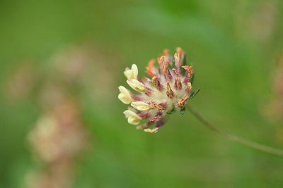 BUITEN BEELD Foto: 236673