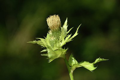 BUITEN BEELD Foto: 236688