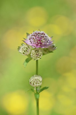 BUITEN BEELD Foto: 236694