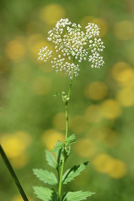 BUITEN BEELD Foto: 236698