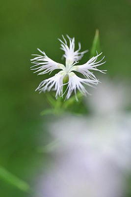 BUITEN BEELD Foto: 236709