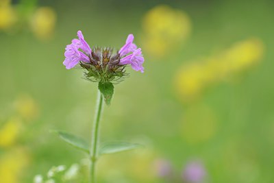 BUITEN BEELD Foto: 236720