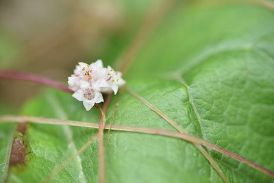 BUITEN BEELD Foto: 236738