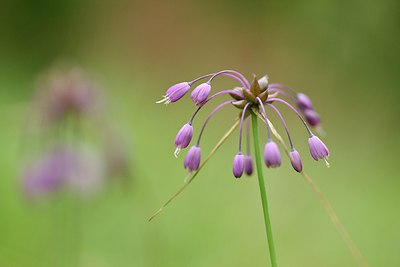BUITEN BEELD Foto: 236740