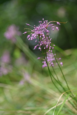 BUITEN BEELD Foto: 236763