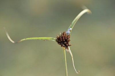 BUITEN BEELD Foto: 236781