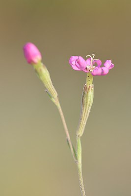 BUITEN BEELD Foto: 236782