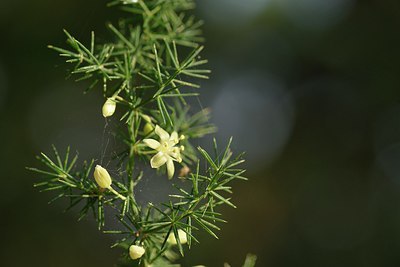 BUITEN BEELD Foto: 236784