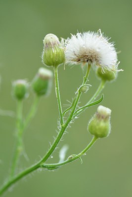 BUITEN BEELD Foto: 236787