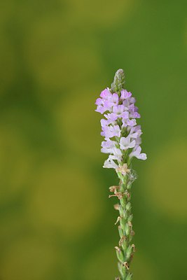 BUITEN BEELD Foto: 236812