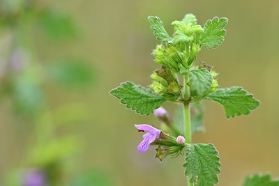 BUITEN BEELD Foto: 236814