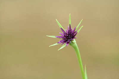 BUITEN BEELD Foto: 236815