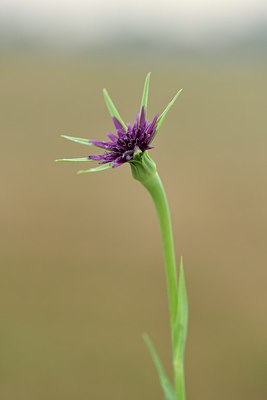 BUITEN BEELD Foto: 236816