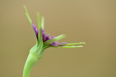 BUITEN BEELD Foto: 236817