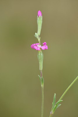 BUITEN BEELD Foto: 236822