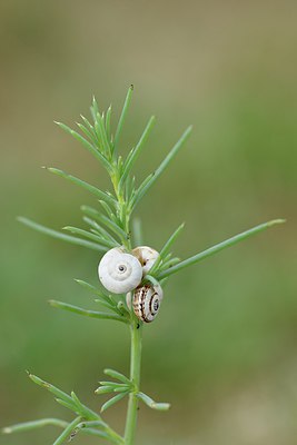 BUITEN BEELD Foto: 236827