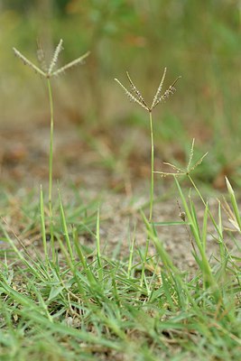 BUITEN BEELD Foto: 236837