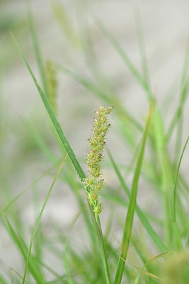 BUITEN BEELD Foto: 236871