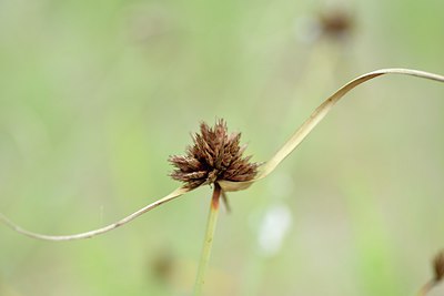 BUITEN BEELD Foto: 236878