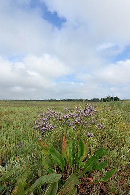 BUITEN BEELD Foto: 236886