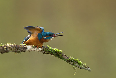 BUITEN BEELD Foto: 236934