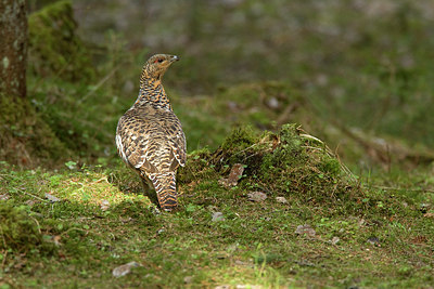 BUITEN BEELD Foto: 236947