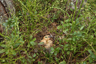 BUITEN BEELD Foto: 236953