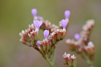 BUITEN BEELD Foto: 236965