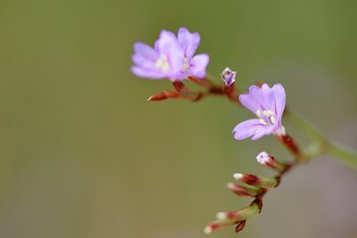 BUITEN BEELD Foto: 236969